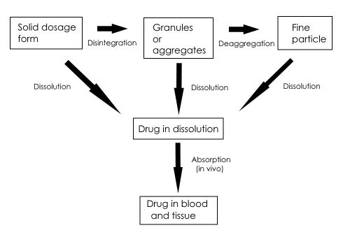 Schematic representation of tablet dissolution processes